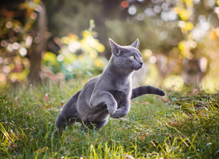 harmaa kissa juoksee ruohikossa