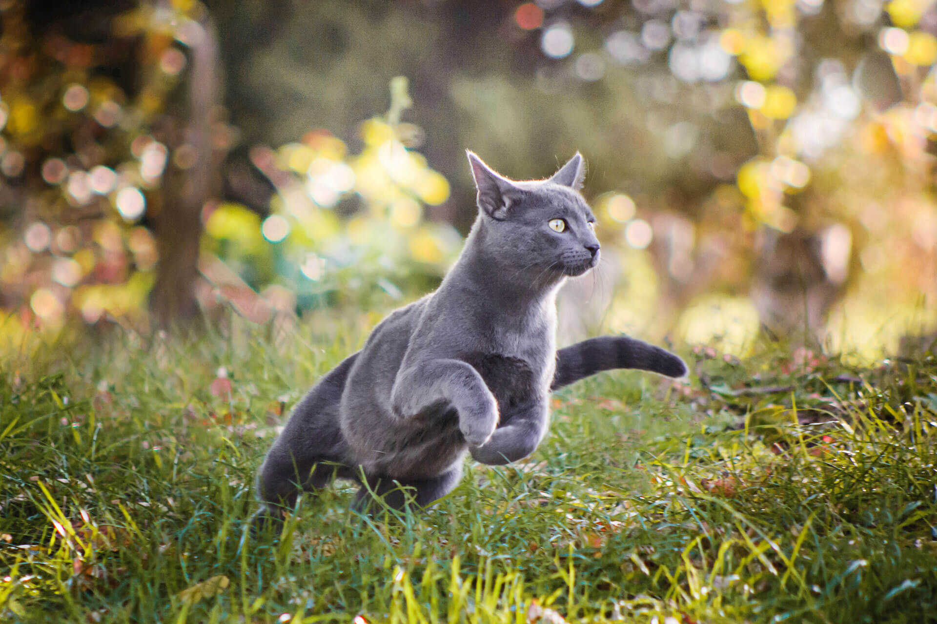 harmaa kissa juoksee ruohikossa