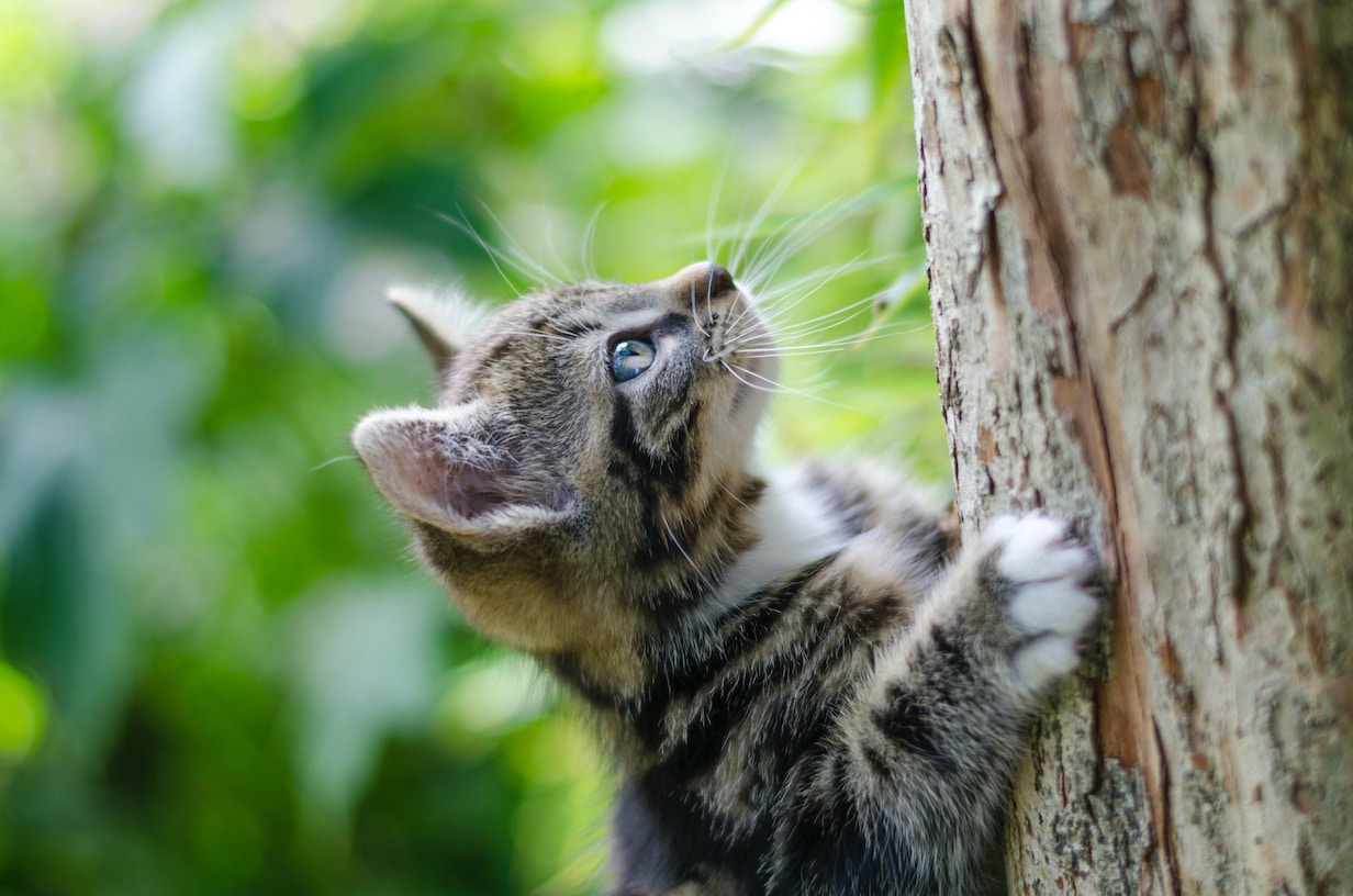 Junges Kätzchen klettert auf einen Baum