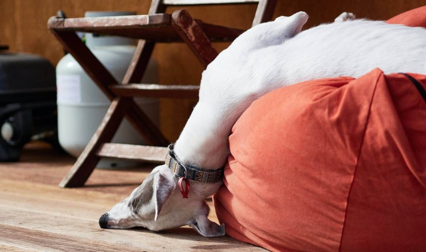 En sløv hund som sover opp ned fra en sofa