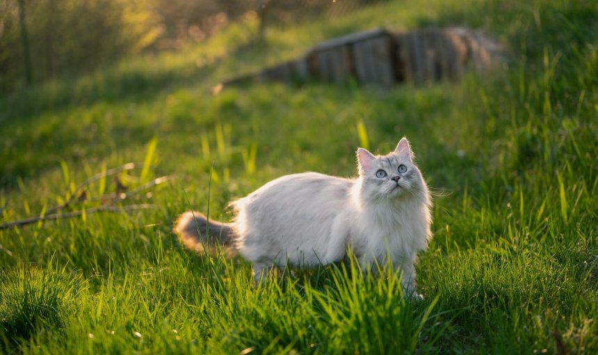 An outdoor cat exploring a green sunny field
