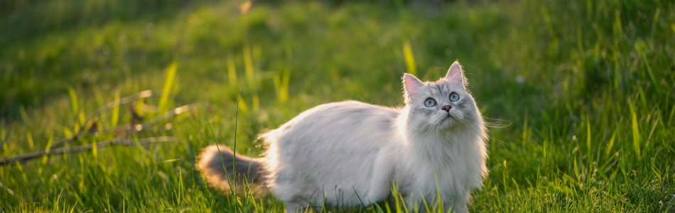 An outdoor cat exploring a green sunny field