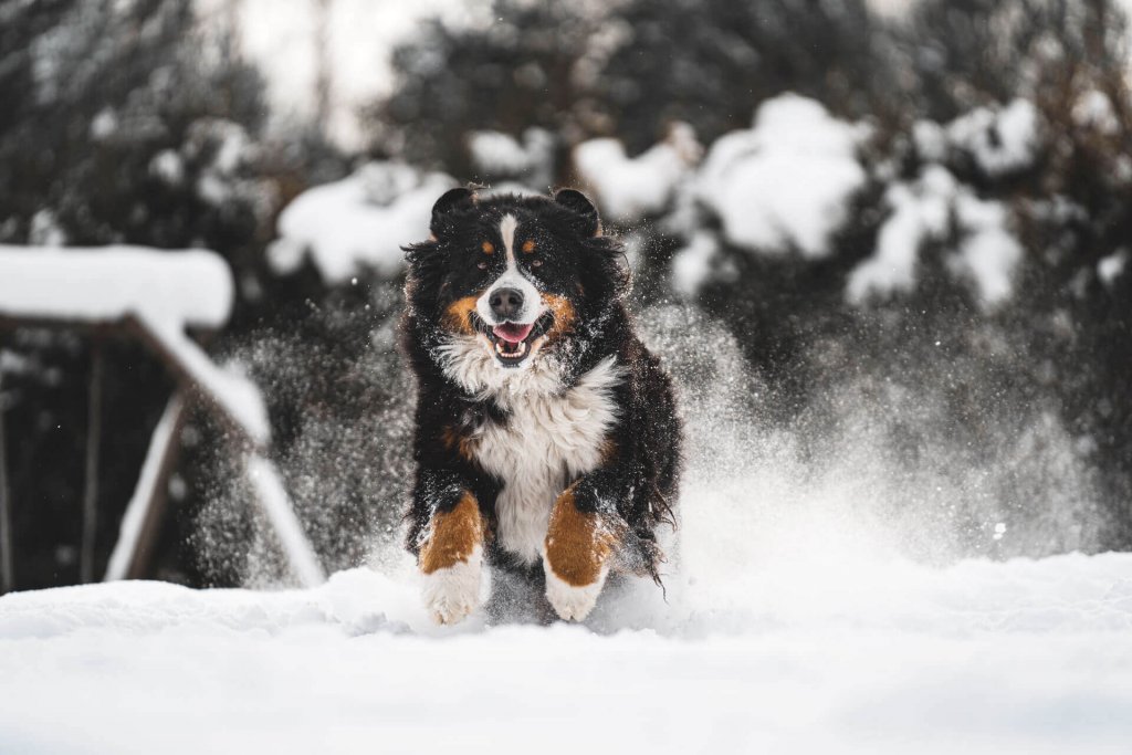 what are the names of the dogs in snow dogs