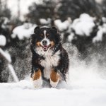 burnese mountain dog running through snow outside