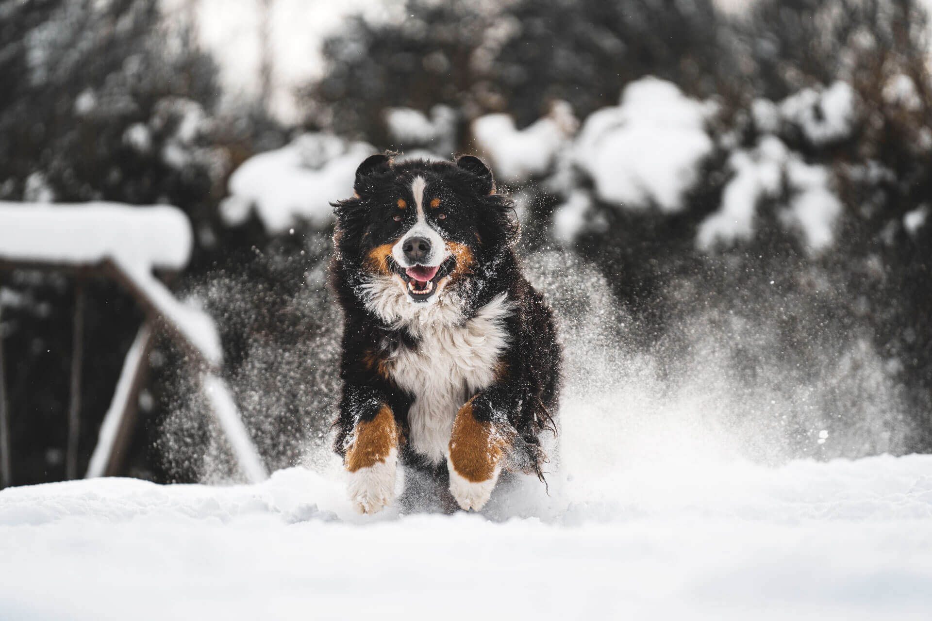 A Bernese mountain dog running through snow outside