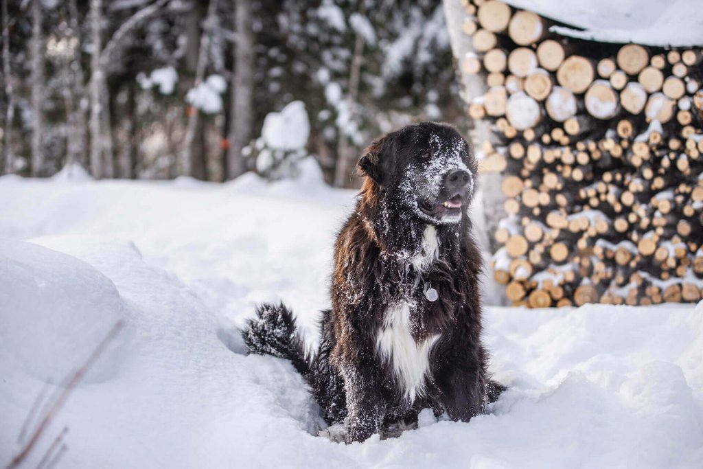 black newfoundland dog sitting outside in snow by stack of firewood with forest in the background