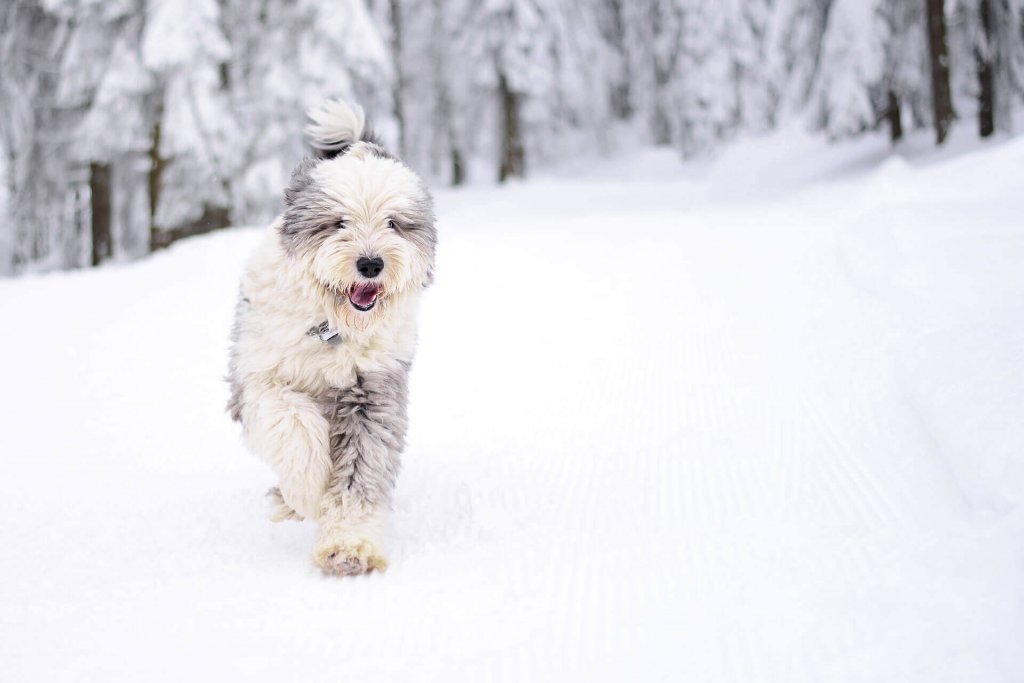 Old English Sheepdog running through snow in forest