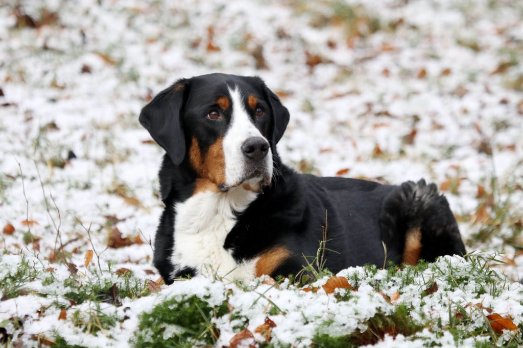 Great Swiss Mountain dog sitting outside on snow in grass