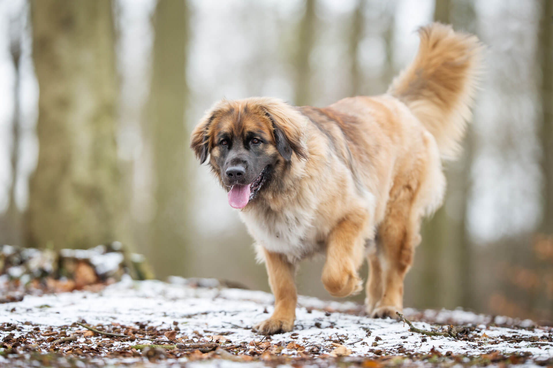 Leonberger dog walking outside in snow