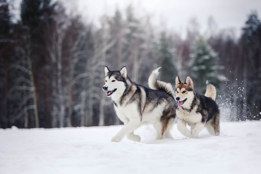 siberian husky dogs running outside in snow in the forest