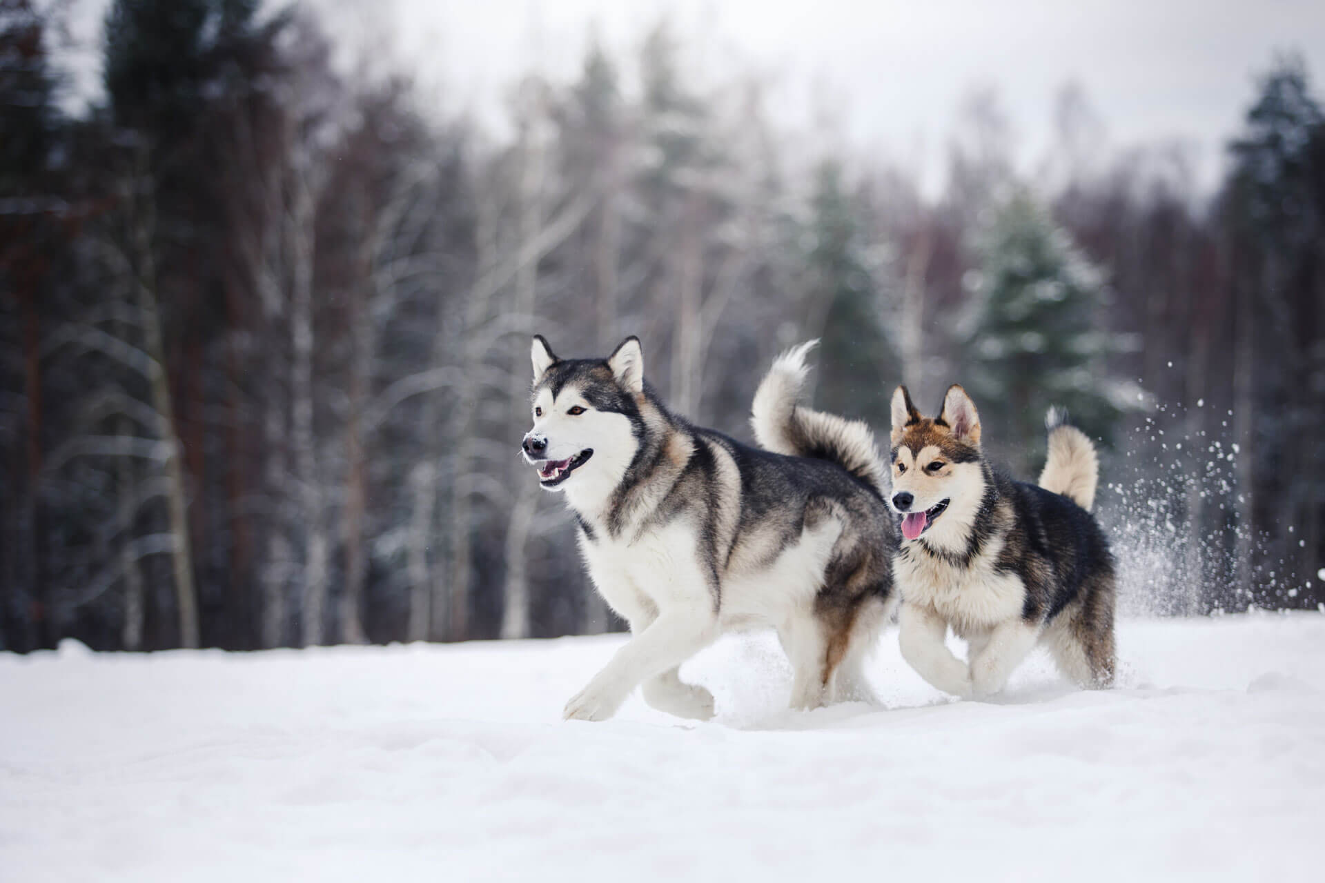 siberian husky dogs running outside in snow in the forest