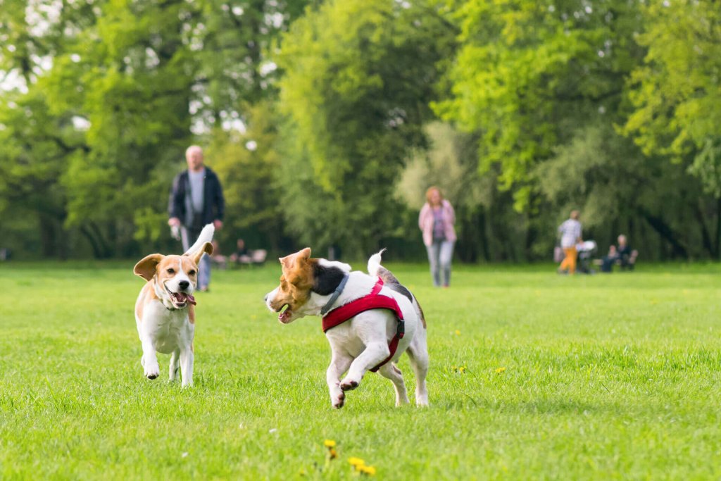 due cani corrono e giocano su un prato in un parco