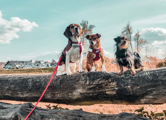 Three dogs wearing Tractive GPS trackers sitting on a fence