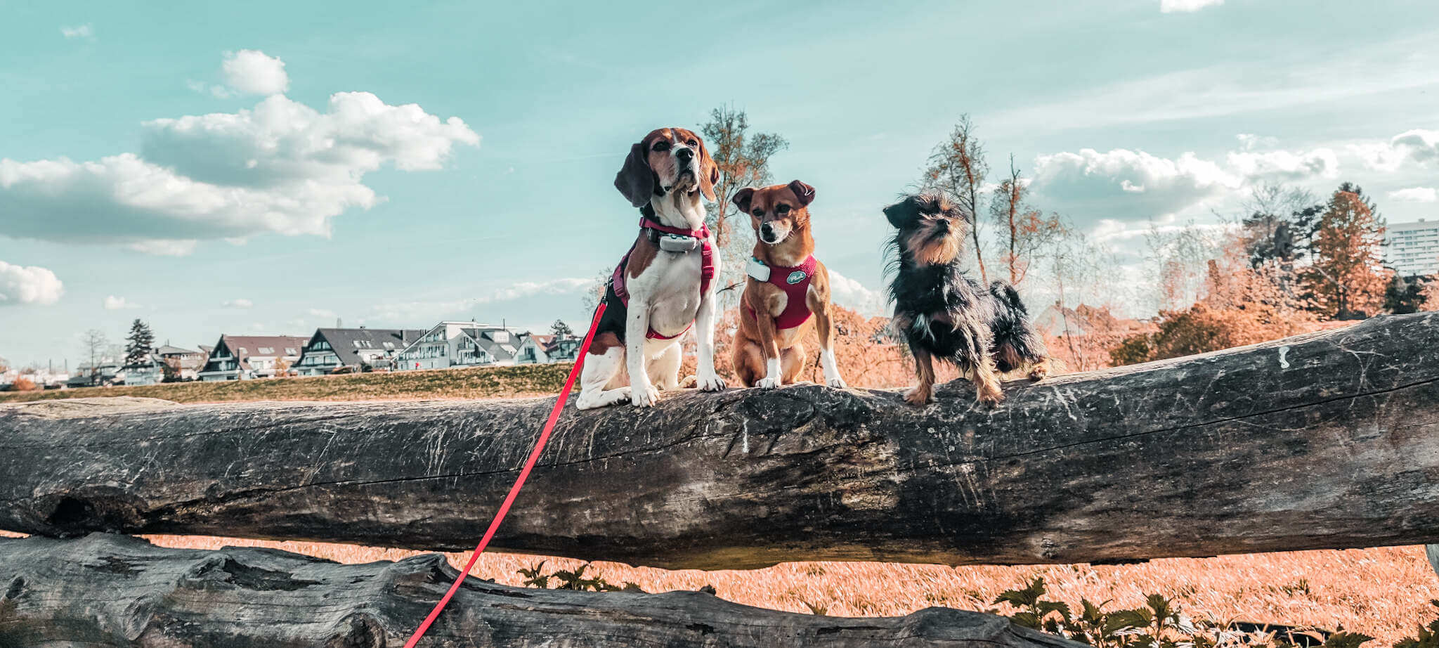 Contain-A-Pet Dog Fence