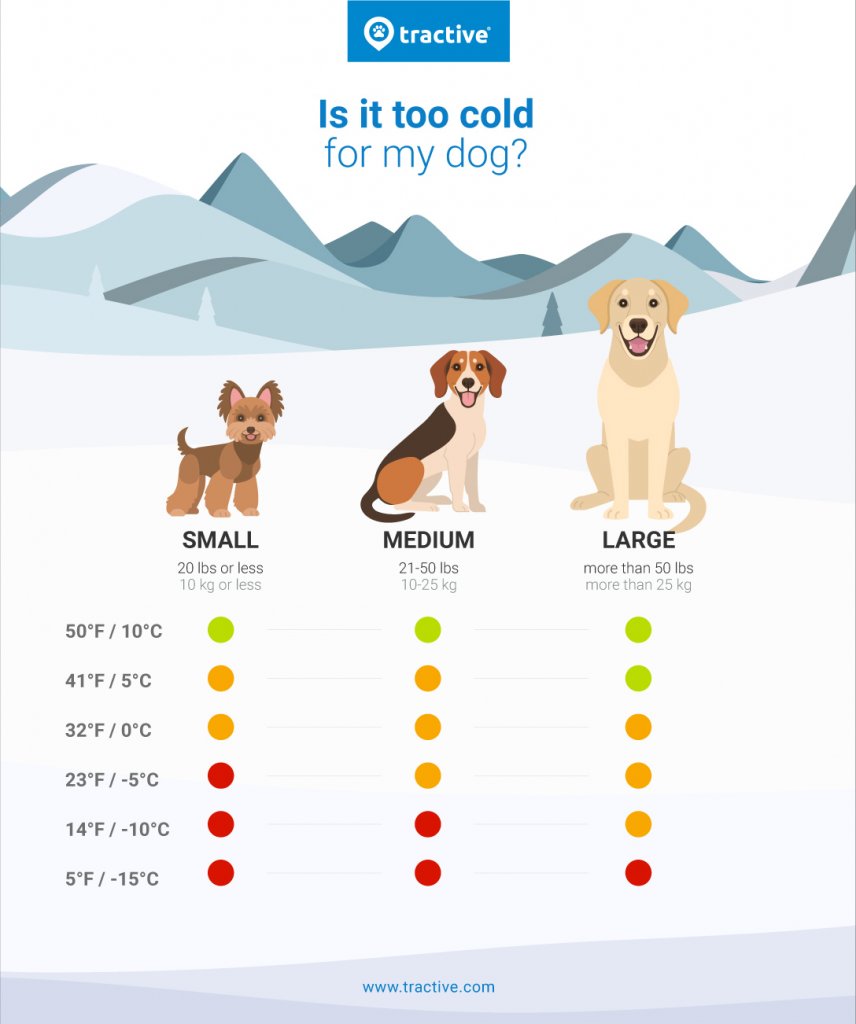 infografika - jaka temperatura jest za niska dla psa