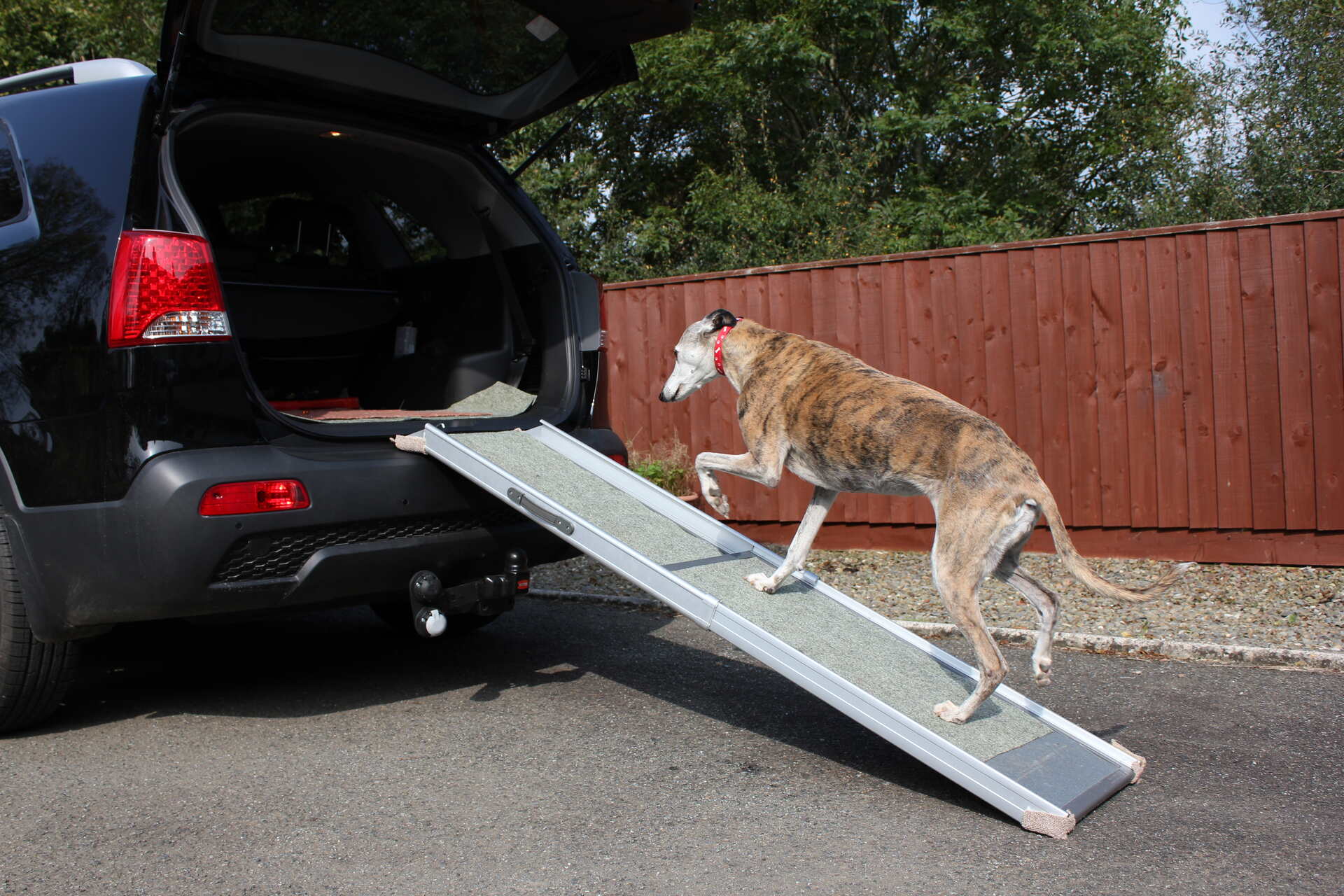 A dog climbing into a car with a ramp