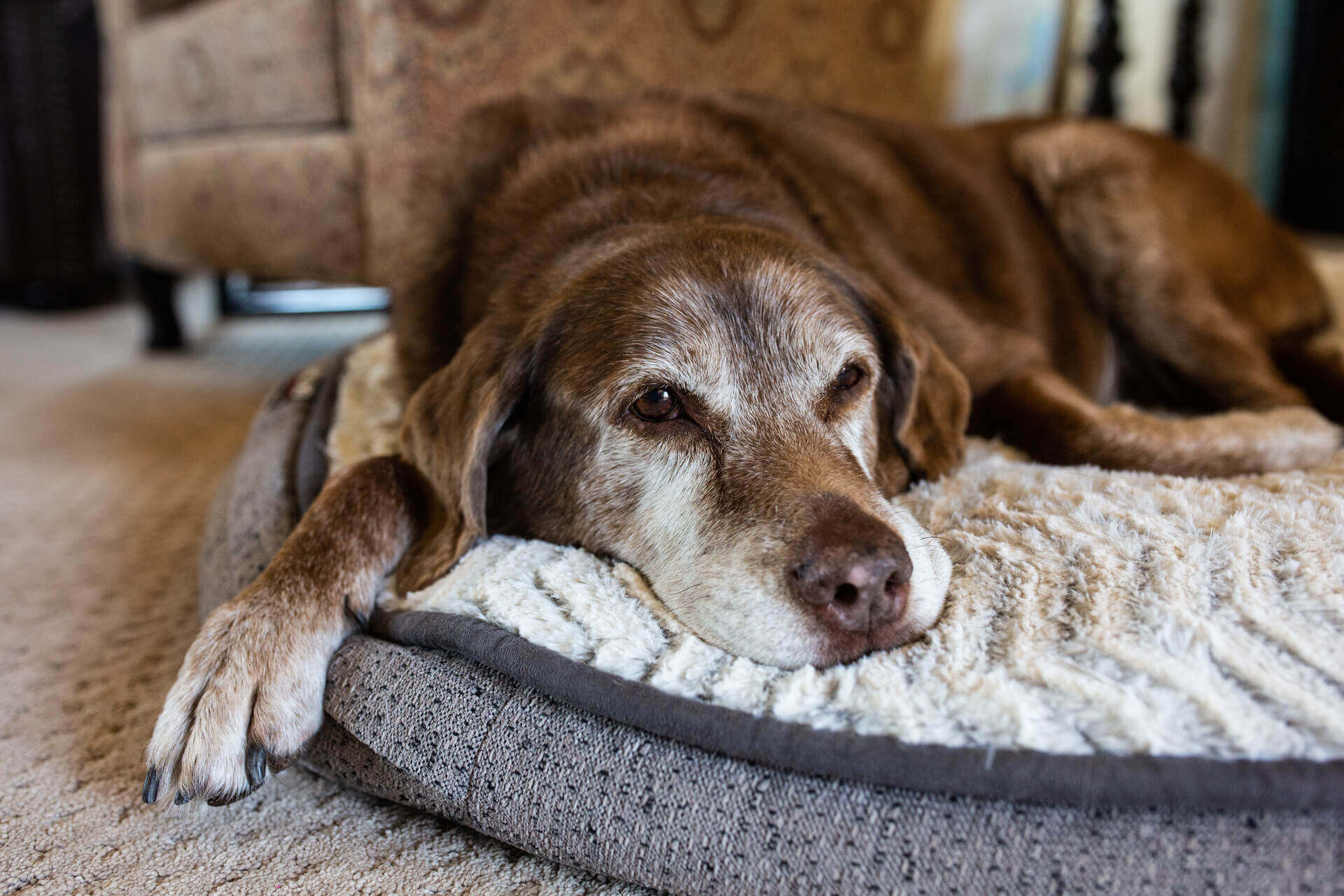 A senior dog with arthritis resting on a pillow