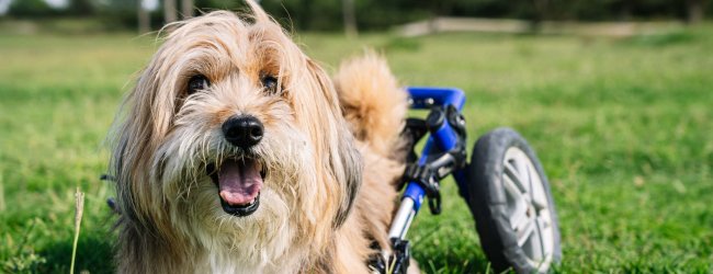 A dog wearing a mobility scooter in a lawn