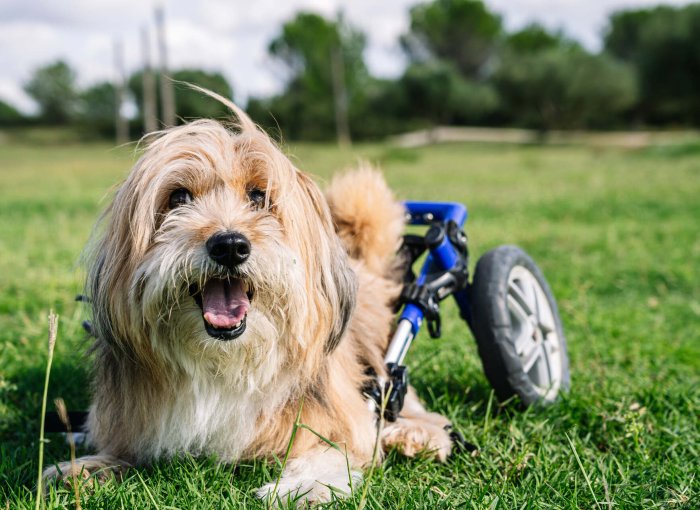 A dog wearing a mobility scooter in a lawn