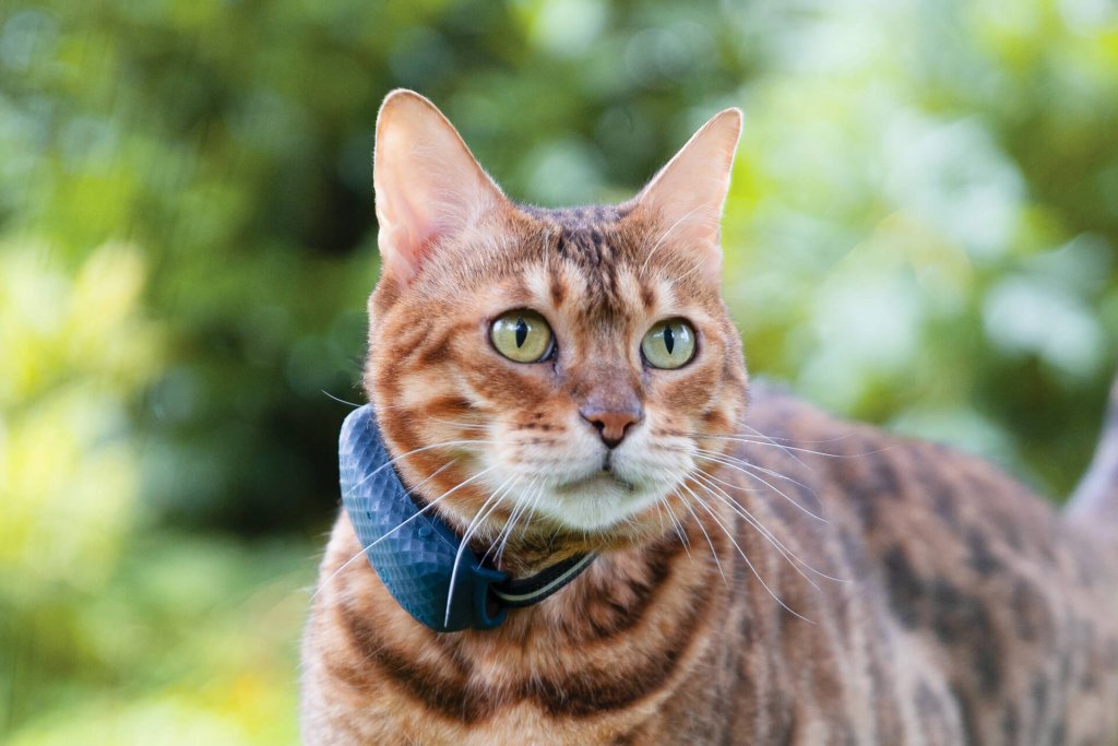 Bengal cat with new Tractive GPS Tracker for cats on their collar