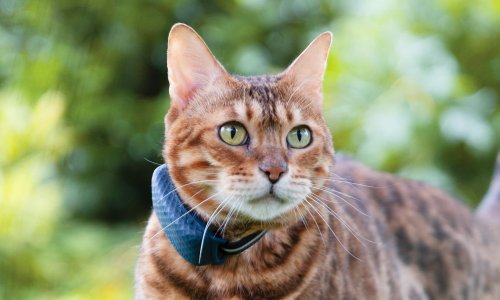 Tractive Introduces New LTE GPS Pet Tracker Dedicated to Cats in North ...