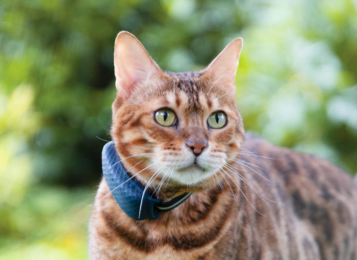 Bengal cat with new Tractive GPS Tracker for cats on their collar