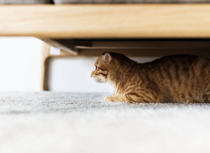 chat tigré qui se cache sous un lit