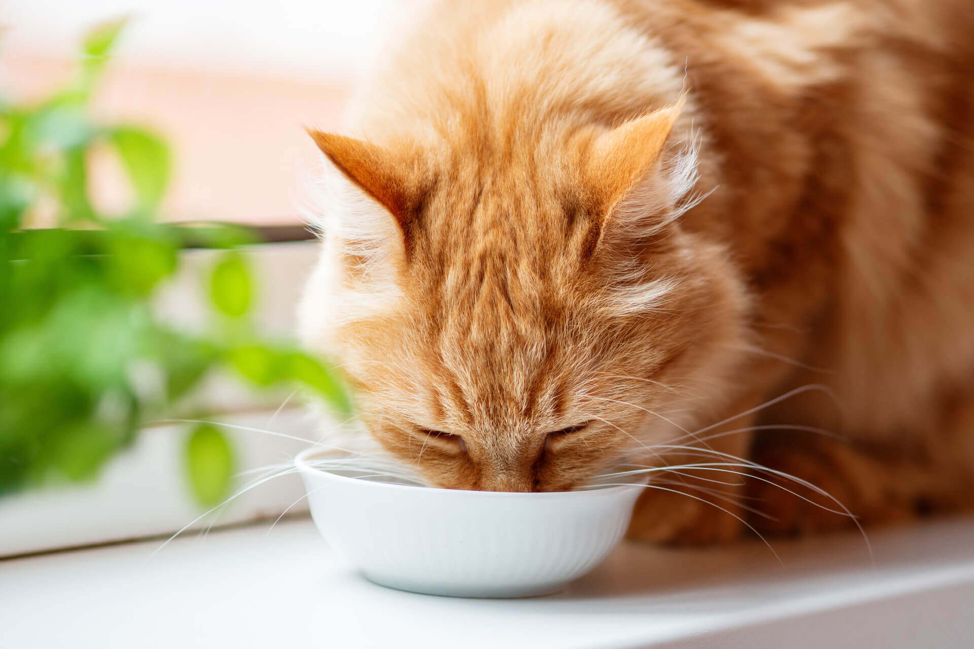 Mon chat ne boit pas : Que faire contre la déshydratation du chat