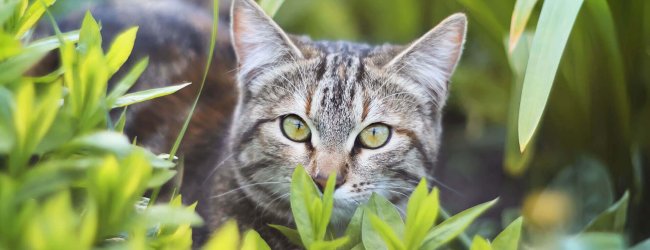 chat d'extérieur entouré de plantes
