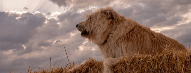 A dog sitting out in a field under a cloudy sky