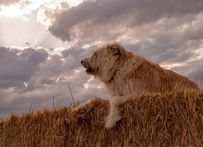 A dog sitting out in a field under a cloudy sky