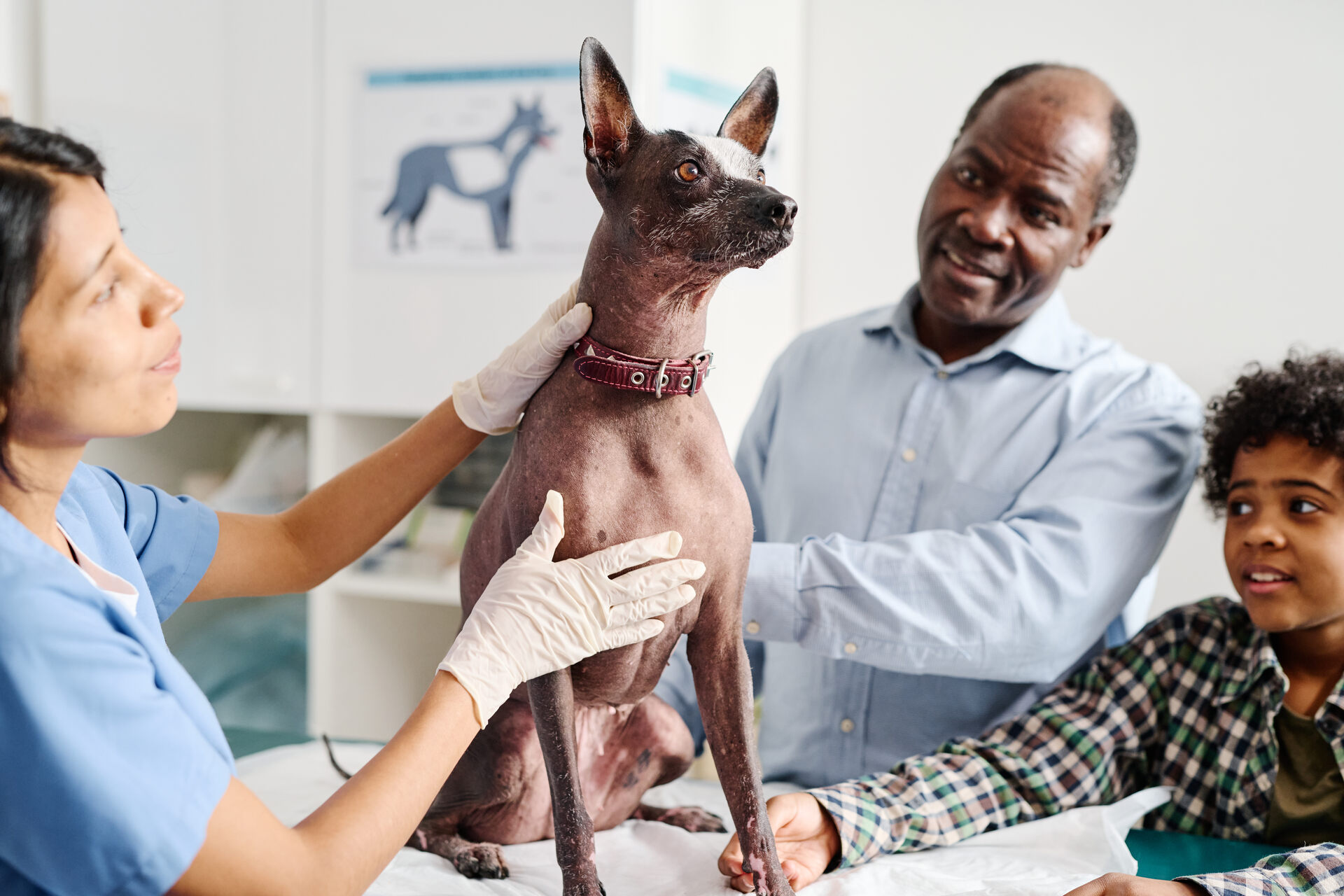 A father and son bringing their dog to a vet for a checkup