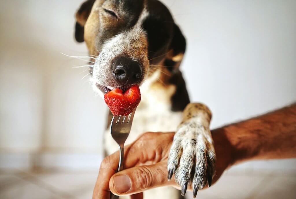 dog eating strawberry