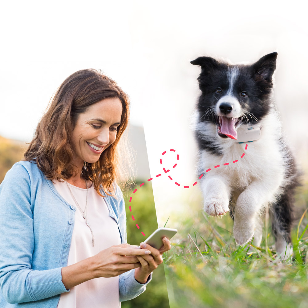 femme souriante regardant l'écran de son smartphone et chien noir et blanc courant dans un champ avec son traceur GPS Tractive étanche