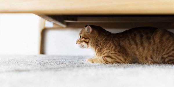 Why Is Your Cat Hiding? Find Out Why Cats Hide - Tractive