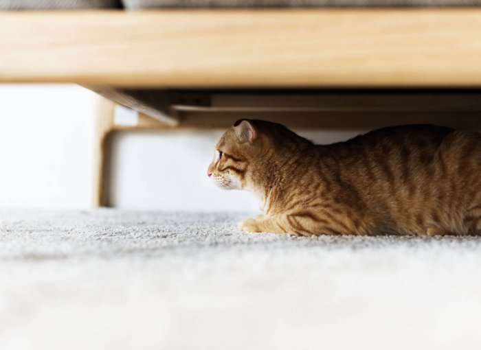 Katze versteckt sich unter Tisch