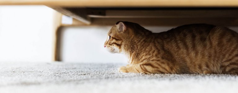 Why Is Your Cat Hiding? Find Out Why Cats Hide - Tractive