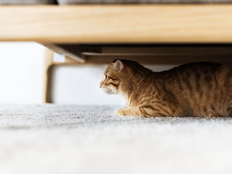 brown cat hiding under a wooden bed on carpeted floor looking out