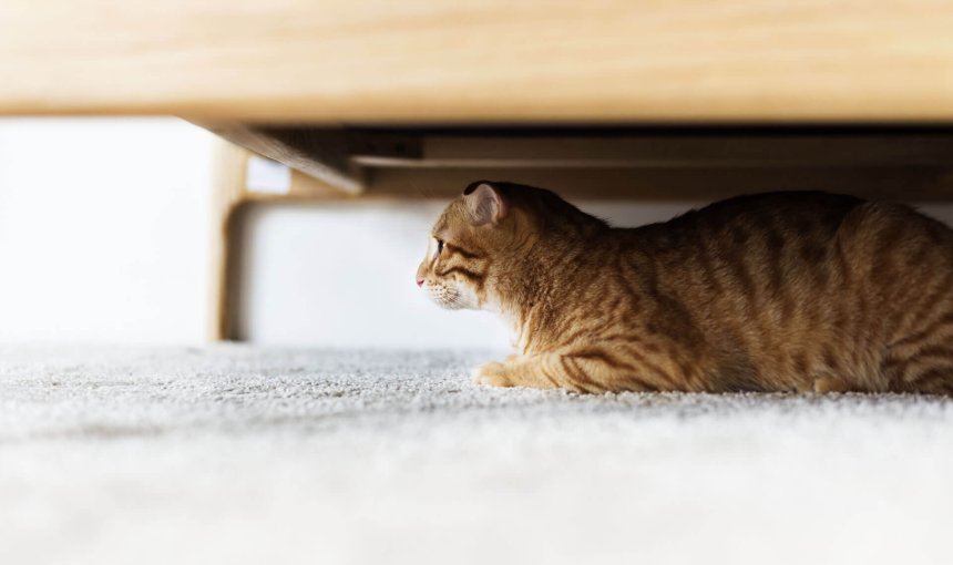 En brunrød katt titter ut fra under sofaen