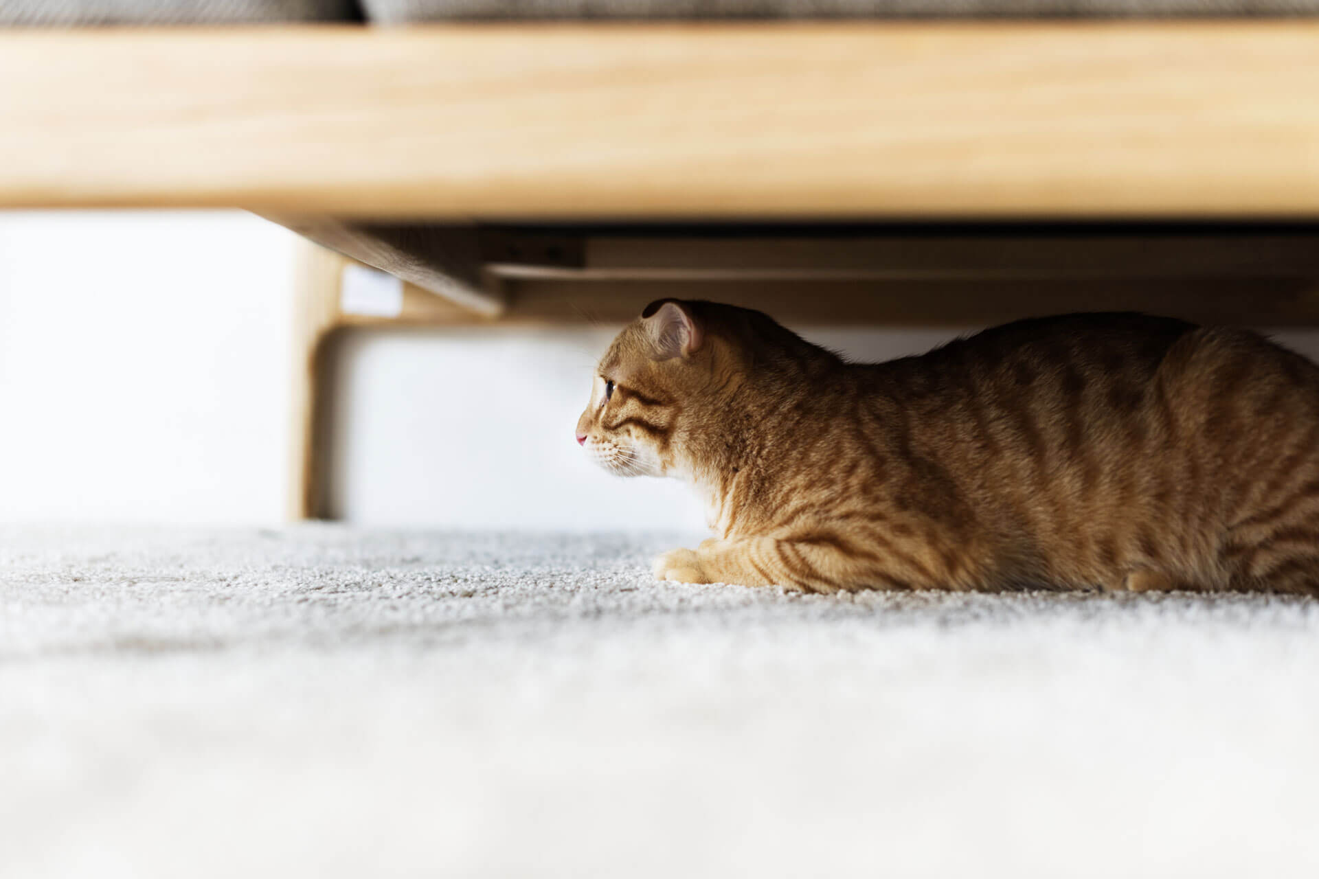 En brunrød katt titter ut fra under sofaen