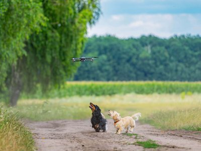 Hunde laufen auf einem offenen Feld einer Drohne hinterher