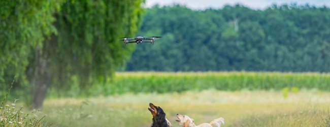 cani all'aperto corrono dietro ad un drone