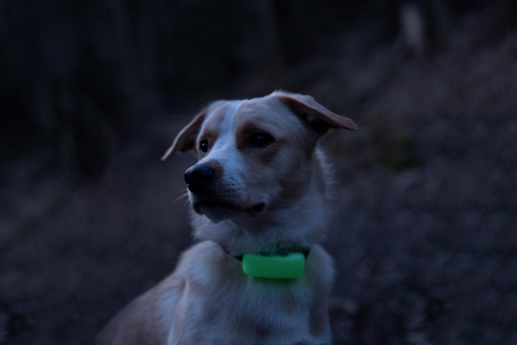Närbild av hund med självlysande fodral till Tractive GPS DOG