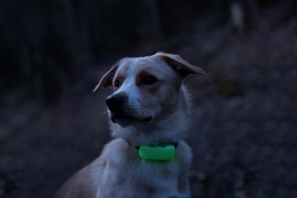 Primer plano de un perro por la noche