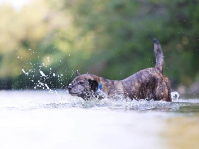 En brun hund løper ut i vannet ute