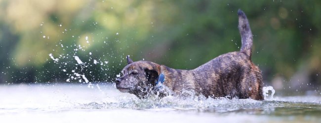 En brun hund løper ut i vannet ute