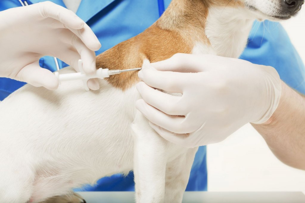 Hund bekommt in der Tierklinik einen Mikrochip implantiert