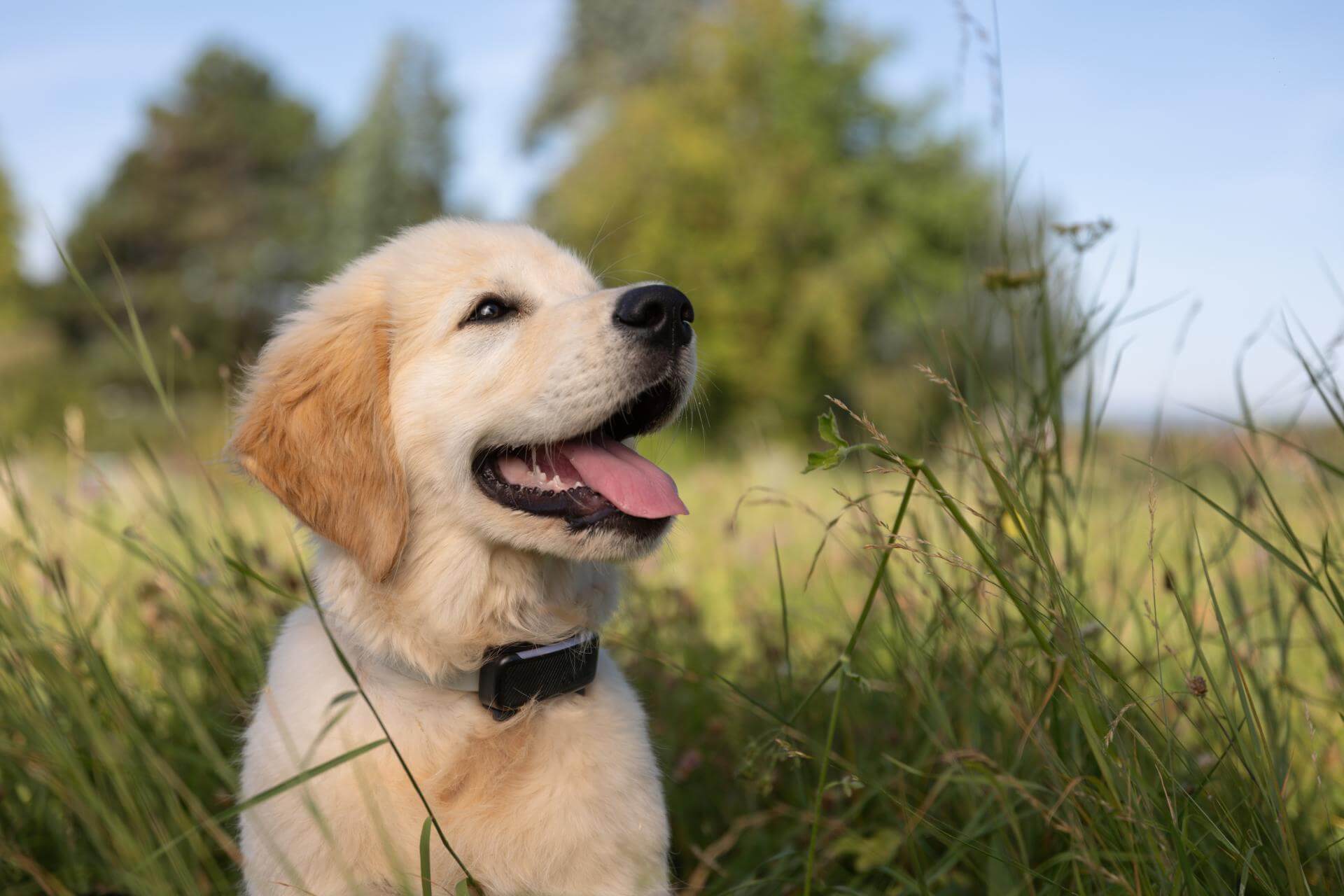 Frasi sui cani: le più belle e significative - Cocooners, image size:1920x1280