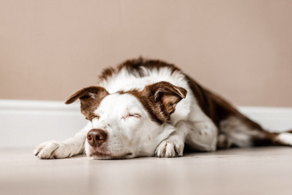 bruin-witte hond die binnenshuis op de vloer slaapt