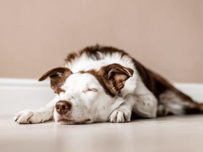 Braun-weißer Hund liegt alleine zu Hause auf dem Boden und wartet auf die Rückkehr seines Zweibeiners